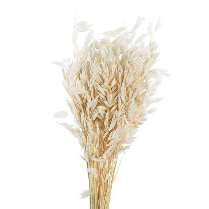 PTMD Gedroogde Bladeren Avena Grasstruik - 45 x 12 x 75 cm - Wit