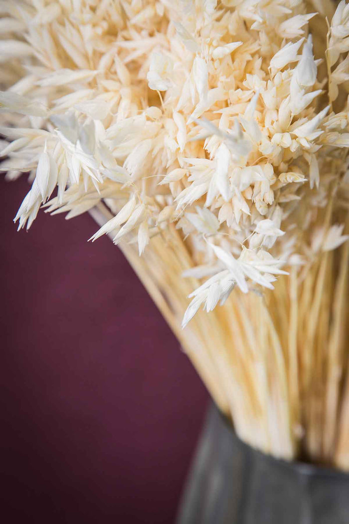 PTMD Gedroogde Bladeren Avena Grasstruik - 45 x 12 x 75 cm - Wit