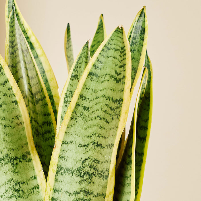 Plantery Vrouwentong Sansevieria Laurentii kamerplant S