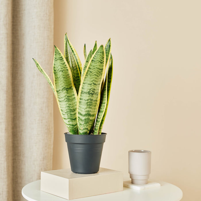 Plantery Vrouwentong Sansevieria Laurentii kamerplant S