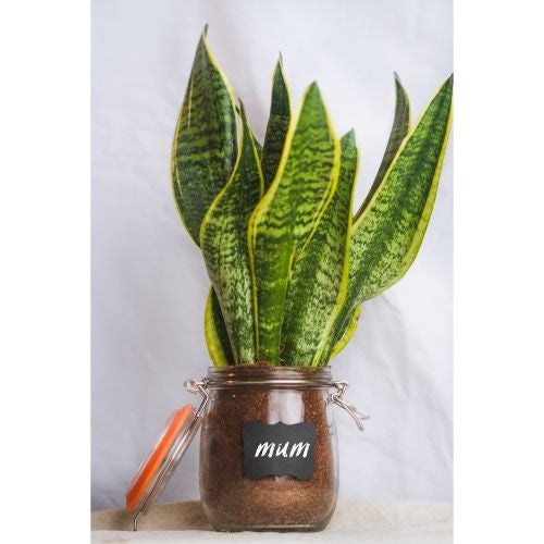 Home Made - Weckpot, Glas, 0.75 L - Home Made