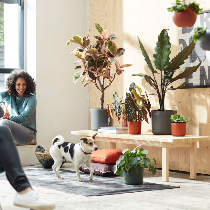 Elho B.For Soft Bloempot Rond 22 cm