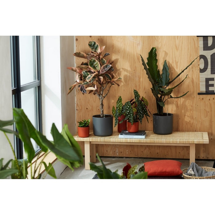 217466-3.jpg (2546865) 