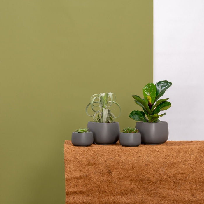 Plantenset Kurt Small Grijs