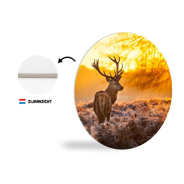 10869392-6990-4787-b229-40a45493adde-afbeelding6.jpg (2586393) 