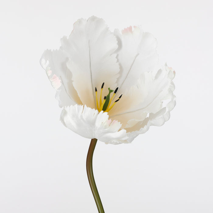 Mica Decorations Papegaai Tulp Kunstbloem - L73 cm - Crème