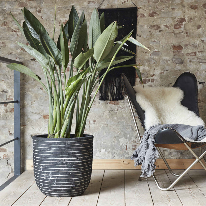 Capi Europe Nature Row Egg Planter Bloempot 54 cm