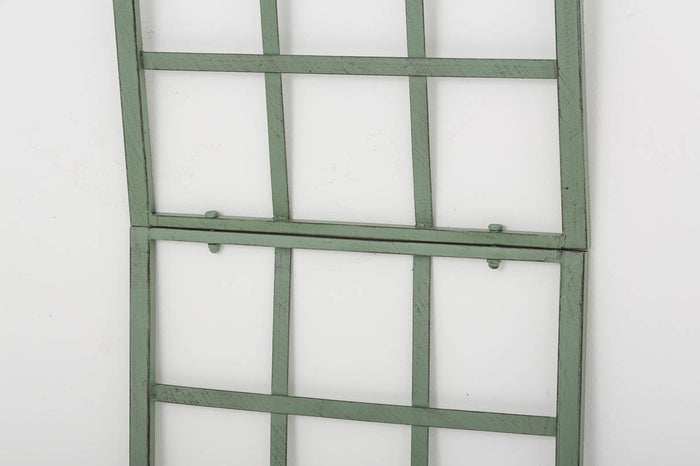 CLP Plantenklimrek Trigo