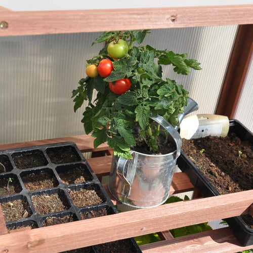 Royal Well Patiokas Rosemary's Choice