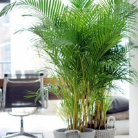 Fleurdirect Goudpalm Areca L