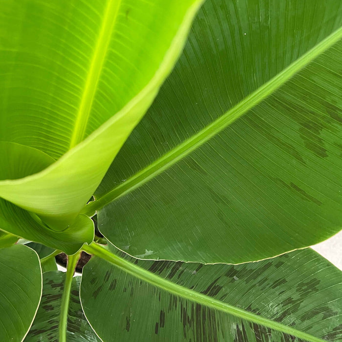 Fleurdirect Bananenplant Musa Tropicana L