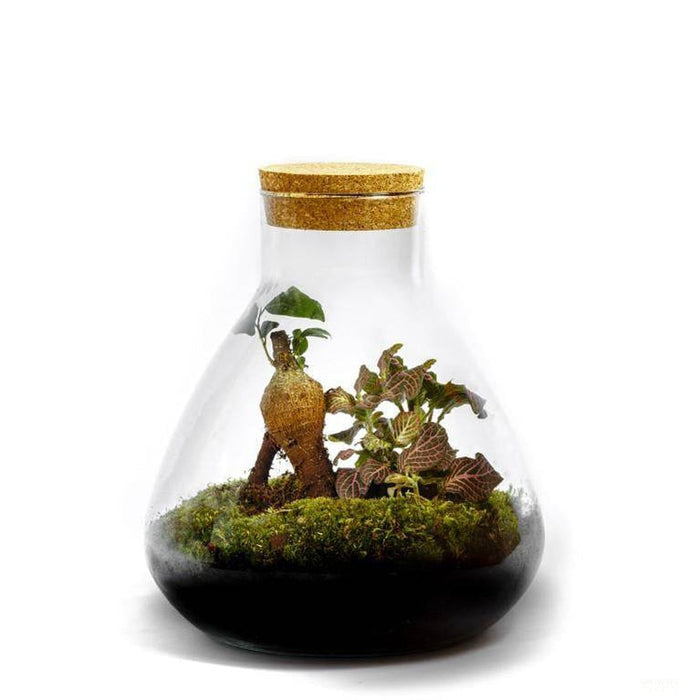 Erlenmeyer - 1 botanische en Ficus Ginseng plant - ↑25cm | ø20cm