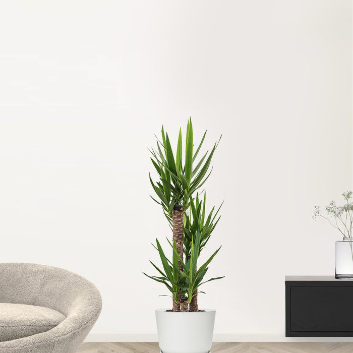 Elho Yucca Drietak In Greenville