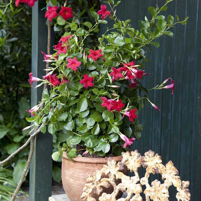 Bloomique - Mandevilla Sundaville - Chileense Jasmijn - ⌀19 - ↕65-75