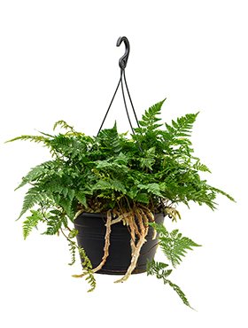 Fleur.nl | Humata Teyermanii | Spinnenpoot