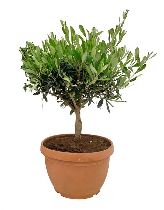 Fleurdirect Olijfboom Bonsai