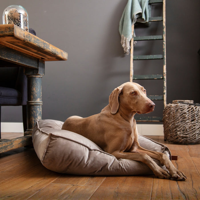 Designed By Lotte Nalino Ligkussen Hond