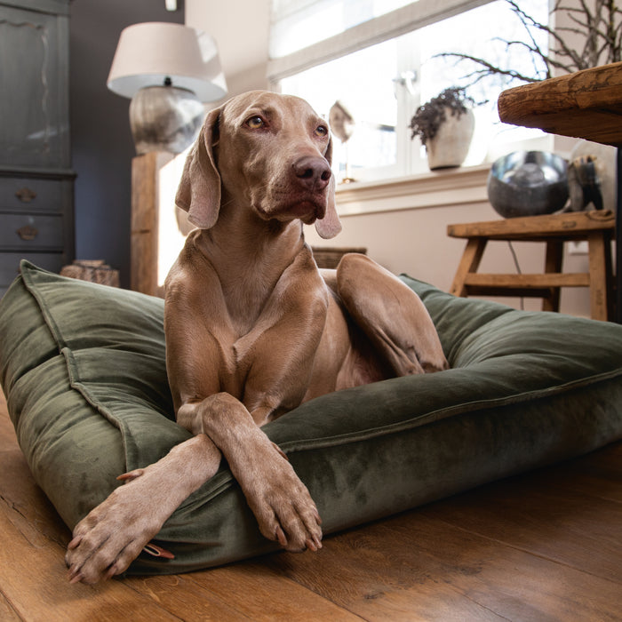 Designed By Lotte Nalino Ligkussen Hond