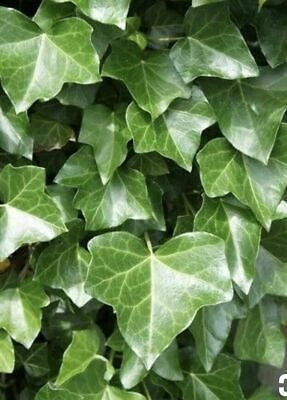 Fleurdirect Hedera Helix Wonder