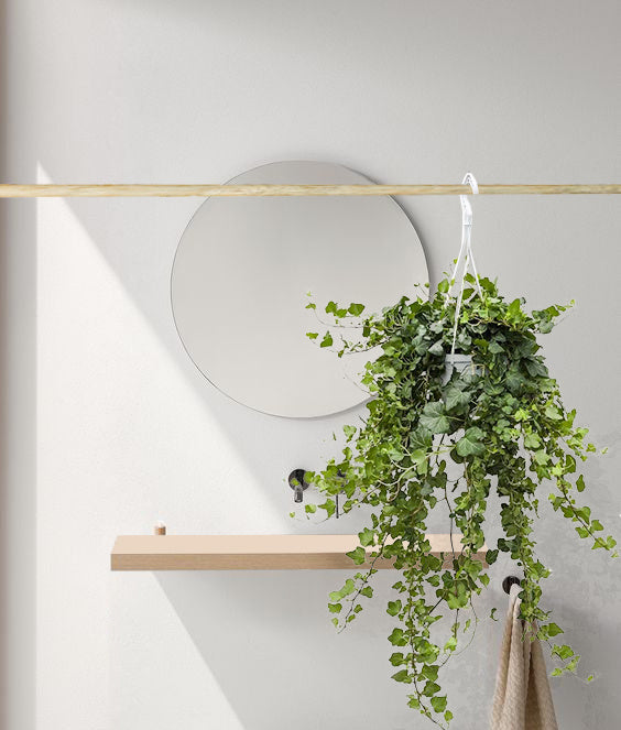 Fleurdirect Hedera Helix Wonder