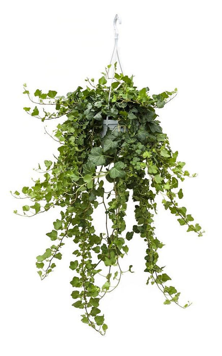 Fleurdirect Hedera Helix Wonder