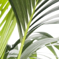 Fleurdirect Kentiapalm in Rotan Pot