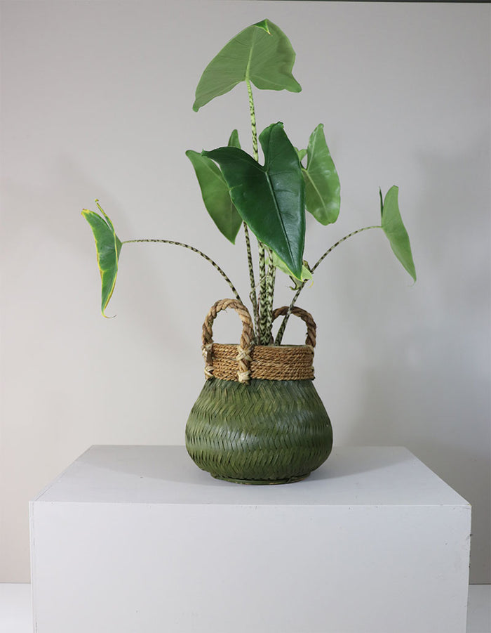 edc7bf84-a544-4098-8421-cd6b466d5f9a-afbeelding11.jpg (3074639) 