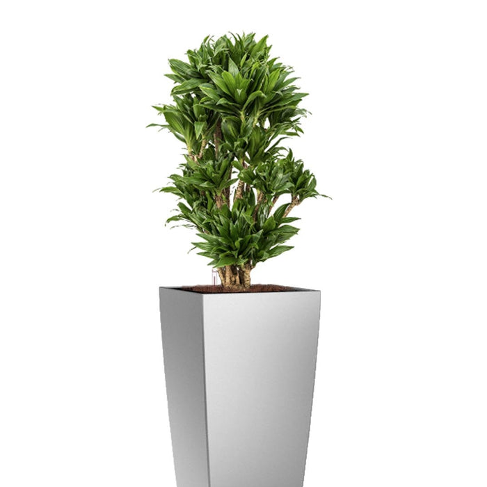 Fleur.nl  Dracaena Compacta in watergevende Cubico zilver