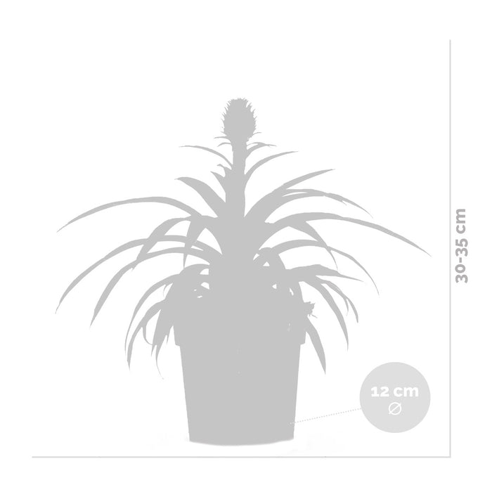 Bloomique - 2x Ananas comosus 'Mi Amigo' – Ananasplant – ⌀12 – ↕30-35