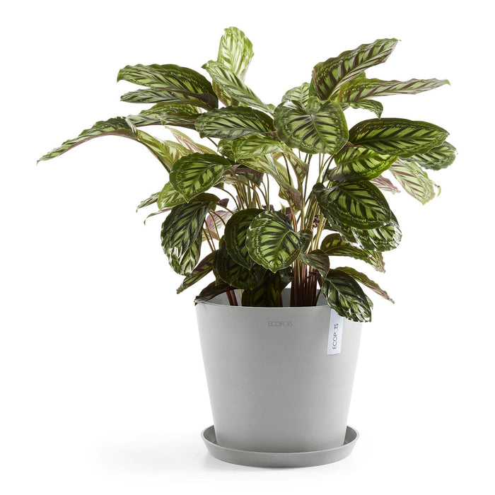 Ecopots Amsterdam 40