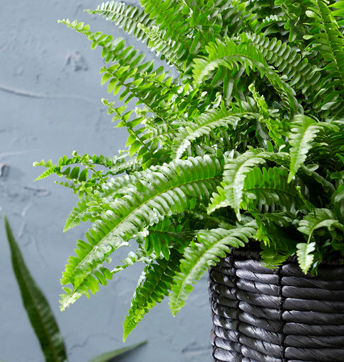 Bloomique - Krulvaren - Nephrolepis - Luchtzuiverende ⌀ 12 - ↕ 40