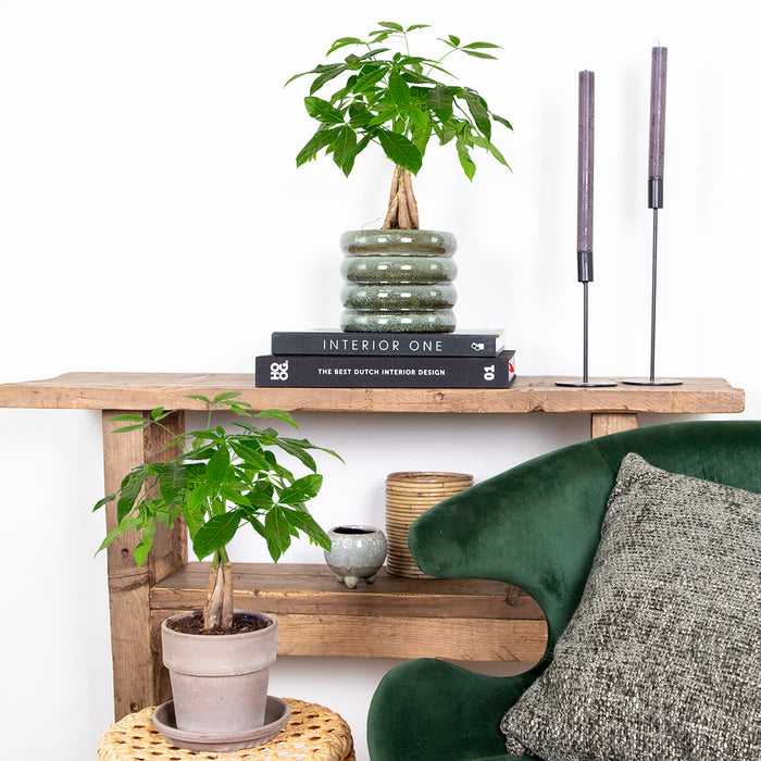 Bloomique - Pachira Aquatica - Geldboom - ⌀12 cm - ↕25-35 cm