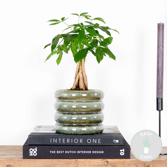 Bloomique - Pachira Aquatica - Geldboom - ⌀12 cm - ↕25-35 cm