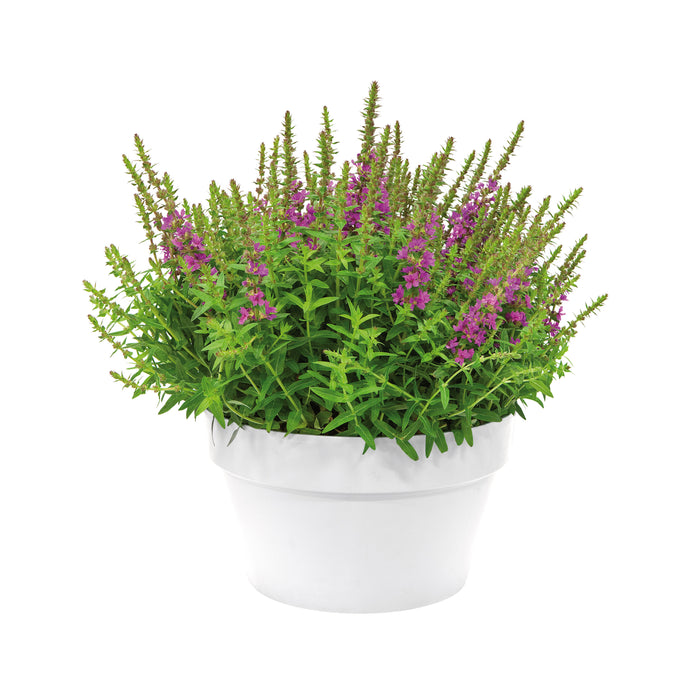 Elho Loft Urban Lage bloembak 35 cm