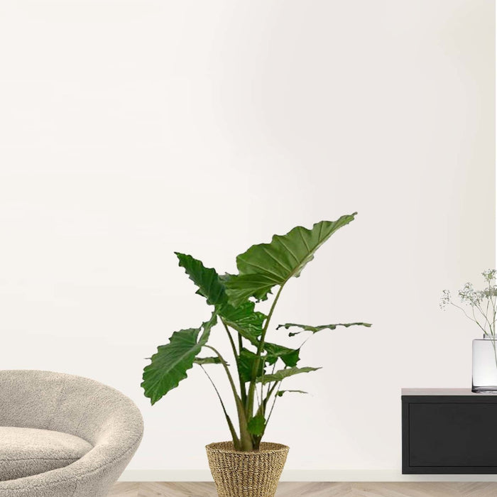 Fleurdirect Portadora in Zeegras Pot XL