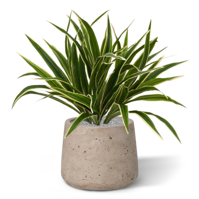 114d4c84-7cba-4256-bd07-a878567c5d6b-afbeelding5.jpg (3235027) 