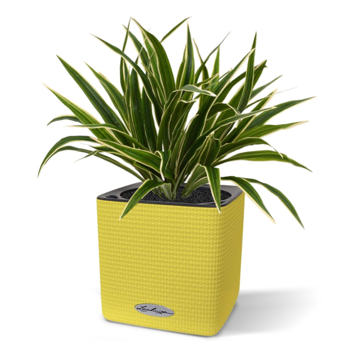 114d4c84-7cba-4256-bd07-a878567c5d6b-sfeerbeeld.jpg (3235032) 