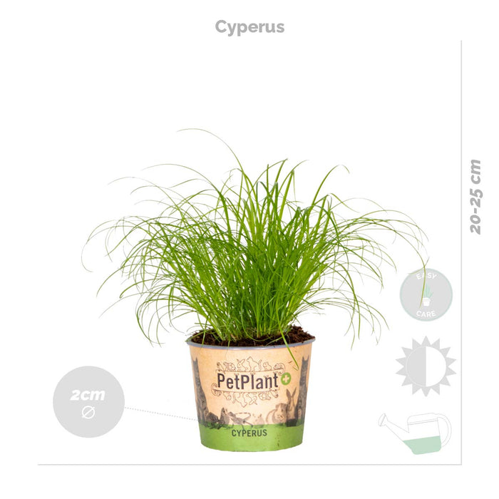 Bloomique - 4x Huisdiervriendelijk Mix – ⌀12 cm - ↕15-45 cm