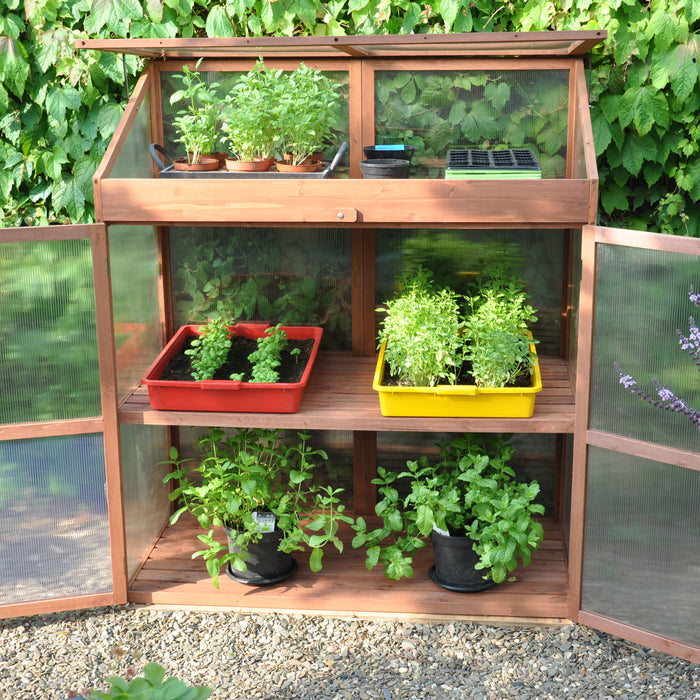 Royal Well Sweet Basil Patiokas