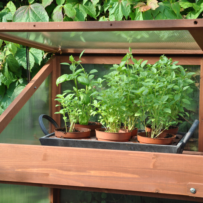 Royal Well Sweet Basil Patiokas