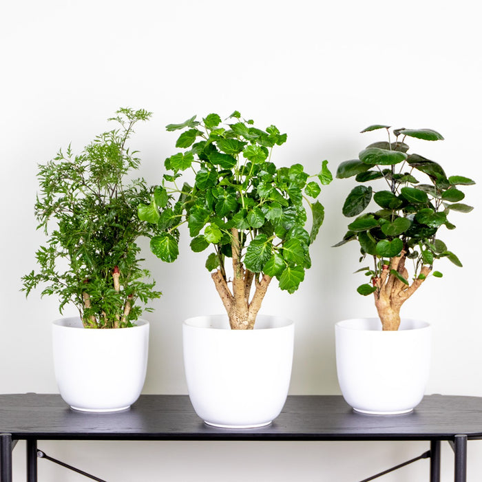 Bloomique - 3x Polyscias Mix - Fabian - Ming - Green Lemon P12H30