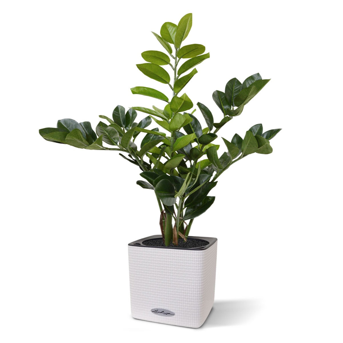 785603d6-2257-4faa-b7a4-c436e054ceb7-sfeerbeeld.jpg (3332130) 