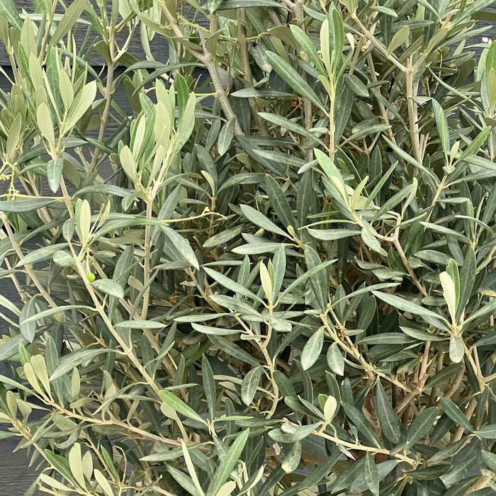 Fleurdirect Olijfboom L