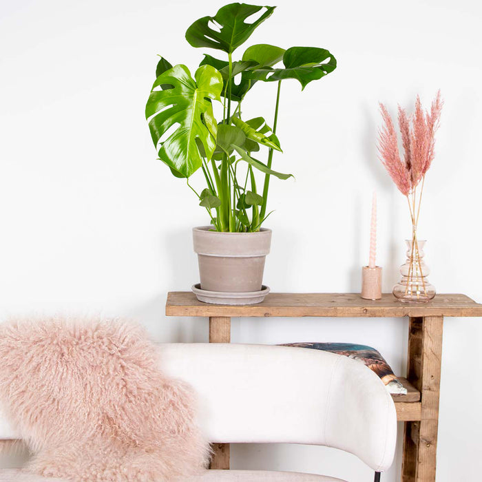 Bloomique - Monstera Deliciosa - Gatenplant - ⌀17 cm - ↕50-60 cm