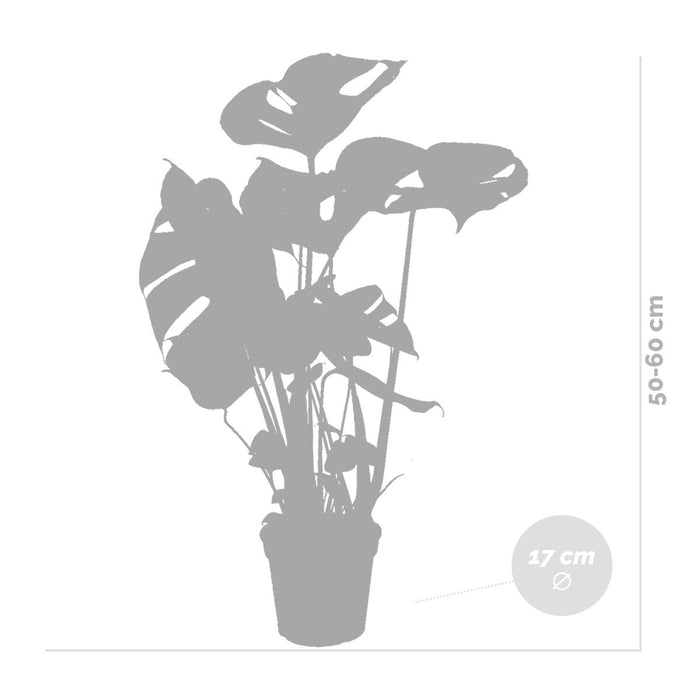 Bloomique - Monstera Deliciosa - Gatenplant - ⌀17 cm - ↕50-60 cm