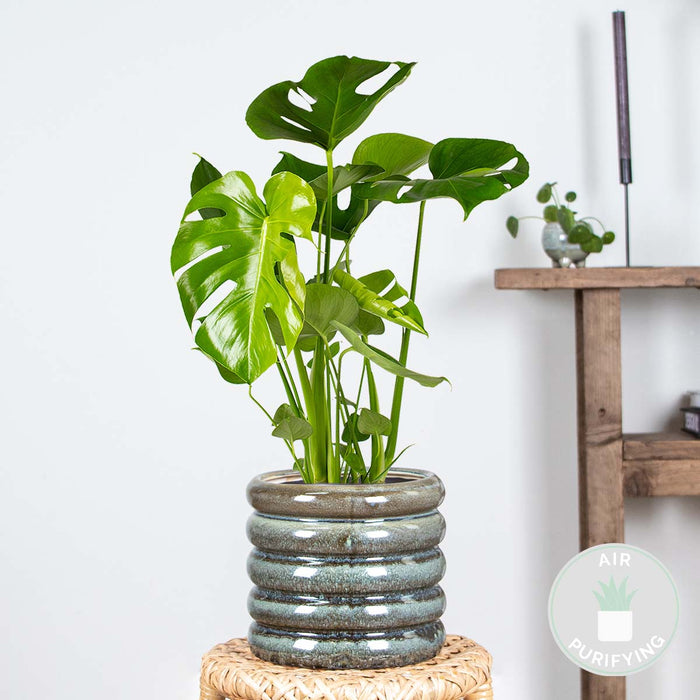 Bloomique - Monstera Deliciosa - Gatenplant - ⌀17 cm - ↕50-60 cm