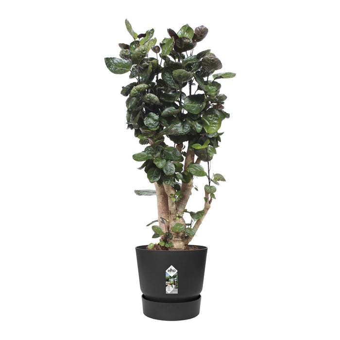 elho Greenville Bloempot 47 cm