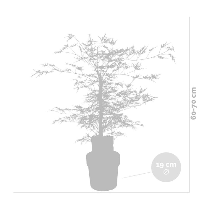 Bloomique - Acer palmatum 'Garnet’ – Japanse Esdoorn – ⌀19 - ↕50-60