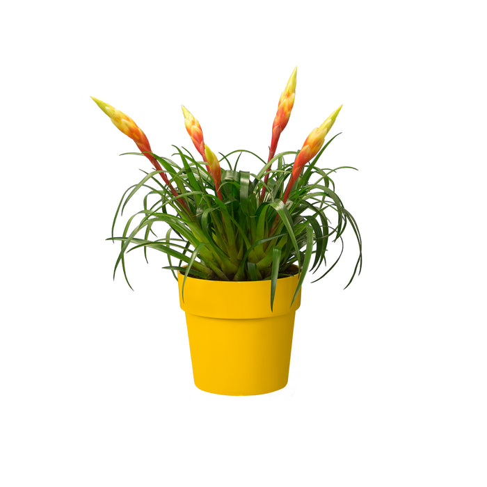 259797-x05.jpg (3466507) 