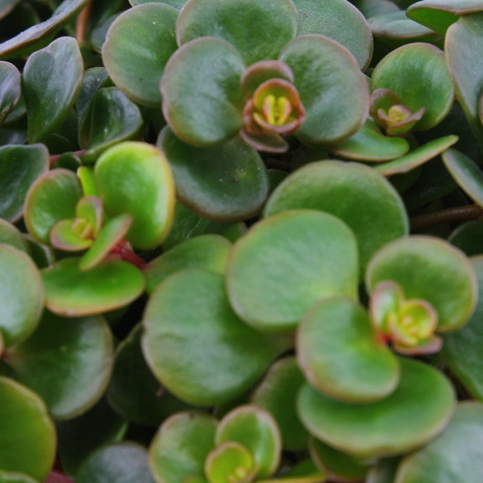 Eden Collection | Mini ecosysteem ‘Discover the World’